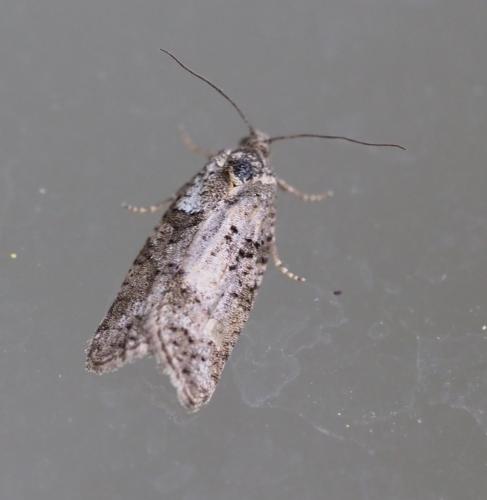 Réf. 251 867 : Cnephasia sp.